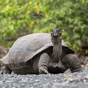 A Galapagos giant tortoise (Chelonoidis spp) in Urbina Bay, Isabela Island, Galapagos