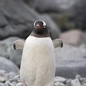 Gentoo penguin (Pygoscelis papua), Ronge Island, Antarctic Peninsula, Antarctica