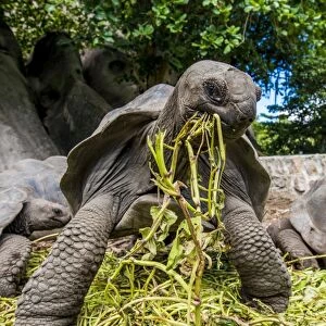 Giant Aldabra Seychelles tortoise (Aldabrachelys gigantea), Union Estate Park, La Digue