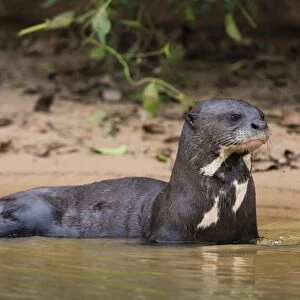 Giant river otter (Pteronura brasiliensis), Pantanal, Mato Grosso, Brazil, South America
