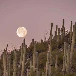 Giant saguaro cactus (Carnegiea gigantea), under full moon in the Catalina Mountains