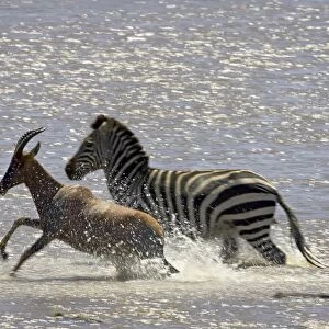 Grants zebra