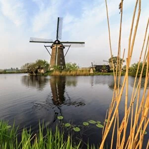 Green grass and reed beds frame the windmills reflected in the canal Kinderdijk, Rotterdam