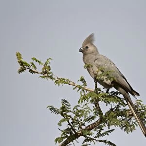Grey lourie (Go-away bird) (Corythaixoides concolor), Kruger National Park, South Africa, Africa
