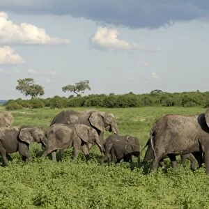 Group of elephants after mud bath, Chobe National Park, Botswana, Africa