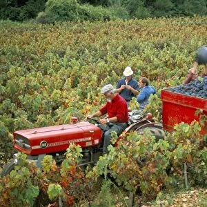 Harvesting grapes, near Bagnoles sur Ceze, Languedoc Roussillon, France, Europe