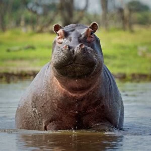 Hippopotamus, Okavango Delta, Botswana, Africa curves adjustments, medium vignette