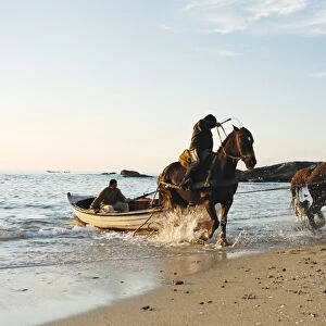 Horses dragging a fishing boat up the beach, Horcon, Chile, South America