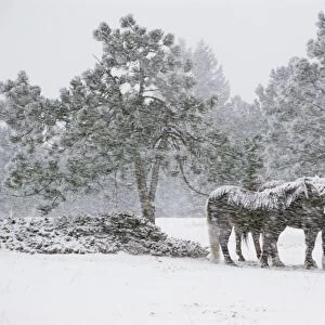 Horses in a snowstorm