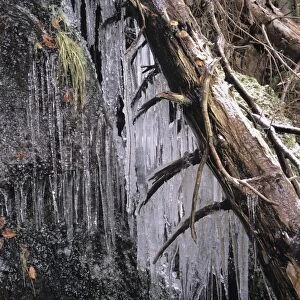Icy tree, near Baiersbronn, Black Forest, Baden Wurttemberg, Germany, Europe