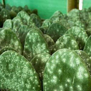 Infested pads of cactus used to raise the Cochineal