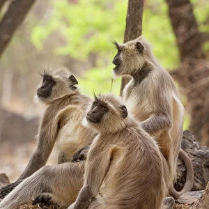 Langur monkey, Ranthambhore National Park, Rajasthan, India, Asia