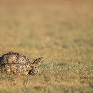 Leopard (mountain) tortoise (Stigmochelys pardalis), Kgalagadi Transfrontier Park