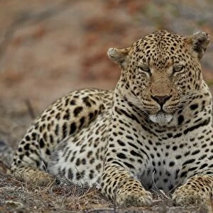 Leopard (Panthera pardus), male, Kruger National Park, South Africa, Africa