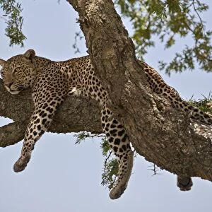 Leopard (Panthera pardus) relaxing in a tree, Serengeti National Park, Tanzania, East Africa
