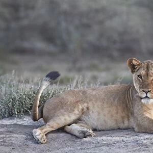 Lioness (Lion) (Panthera leo), Ngorongoro Conservation Area, Tanzania, East Africa