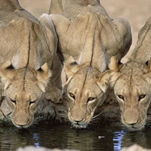 Lions drinking