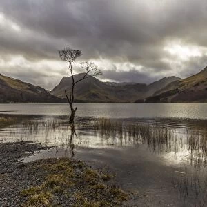 Lone winter tree with marginal golden grasses, Buttermere, Lake District National Park