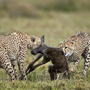 Two male cheetah (Acinonyx jubatus) killing a new born blue wildebeest (brindled gnu)