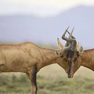 Two male red hartebeest (Alcelaphus buselaphus) sparring, Mountain Zebra National Park