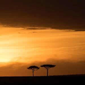 Masai Mara at sunset, Kenya, East Africa, Africa