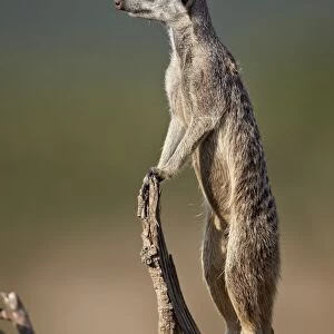 Meerkat (suricate) (Suricata suricatta) on sentry duty, Addo Elephant National Park, South Africa, Africa