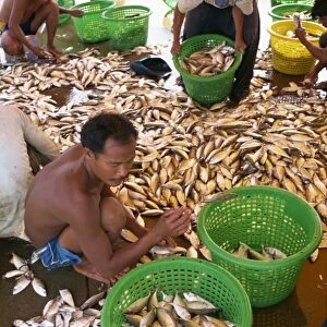 Men sorting fish at Koh Samui
