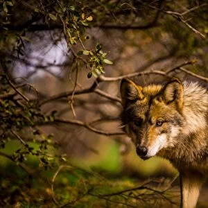 Mexican wolf, Julien, California, United States of America, North America