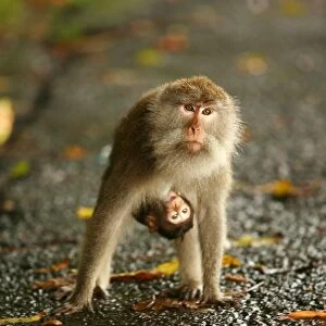 Monkey and baby, Sacred Monkey Forest, Bali, Indonesia, Southeast Asia, Asia