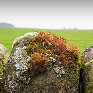 Moss and lichen on a dry stone wall near Elton on a murky spring day, Peak District National Park, Derbyshire, England, United Kingdom, Europe