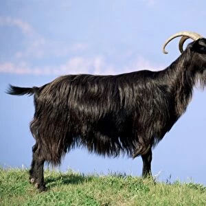 Mountain goat, Corsica, France, Europe