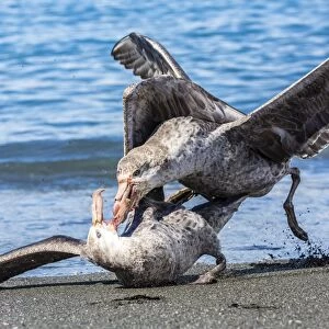Northern giant petrel (Macronectes halli) fighting over dead fur seal carcass, Gold Harbour, South Georgia, South Atlantic Ocean, Polar Regions