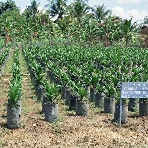 Oil palm saplings (Elaeis Guineensis)