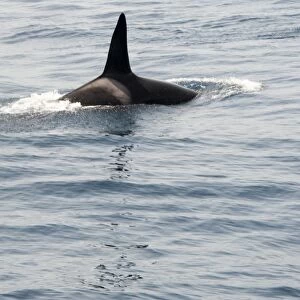 Orca (killer whale) in the Straits of Gibraltar, Europe