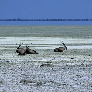 Oryx, gemsbok