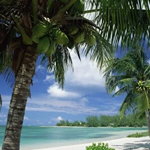 Palms on shore, Cayman Kai near Rum point, Grand Cayman, Cayman Islands, West Indies