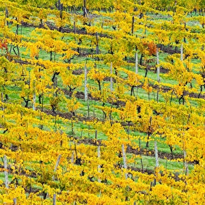 Patterned rows of yellow vines in Autumn, Panzano in Chianti, Tuscany, Italy, Europe