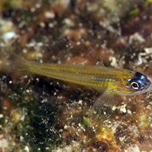 Peppermint goby (Coryphopterus lipernes), Dominica, West Indies, Caribbean, Central America
