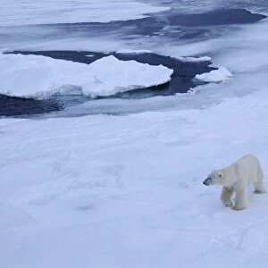 Polar bear on pack ice north of Spitsbergen