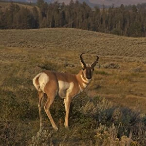 Pronghorn buck (Antilocapra americana), Lamar Valley, Yellowstone National Park, UNESCO World Heritage Site, Wyoming, United States of America, North America