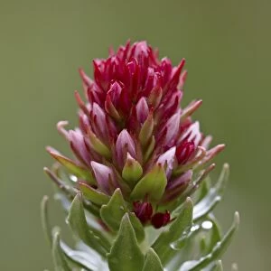 Queens crown (rose crown) (redpod stonecrop) (Clementsia rhodantha) (Sedum rhodanthum) (Rhodiola rhodantha), San Juan National Forest, Colorado, United States of America, North America