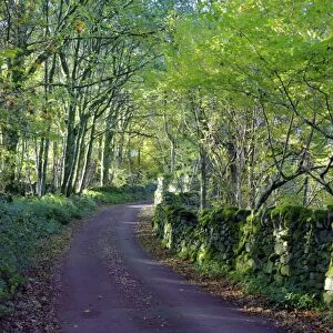 A quiet tree lined lane in the Duddon Valley, Lake District National Park, Cumbria