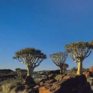 Quiver Trees, Namibia, Africa