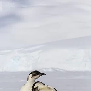 Recently fledged emperor penguins (Aptenodytes forsteri), Enterprise Islands, Antarctica, Southern Ocean, Polar Regions