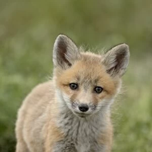 Red fox (Vulpes vulpes) (Vulpes fulva) pup, Bear River Migratory Bird Refuge