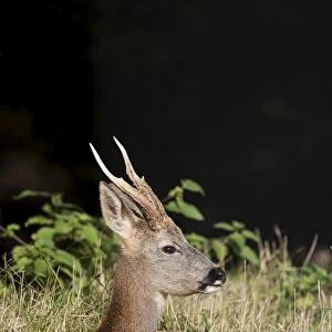 Roe buck, United Kingdom, Europe