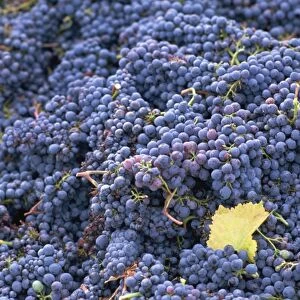 Sangiovese grapes, Chianti, Tuscany, Italy, Europe