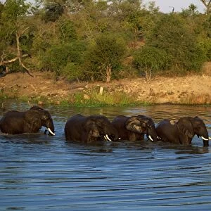 Small group of African elephants in water