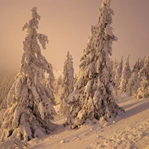 Snow-covered trees in winter at sunset, Feldberg Mountain, Black Forest, Baden Wurttemberg, Germany, Europe