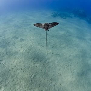 Spotted eagle ray (Aetobatis narinari) juvenile over sandy ocean floor, from above, Naama Bay, Sharm El Sheikh, Red Sea, Egypt, North Africa, Africa